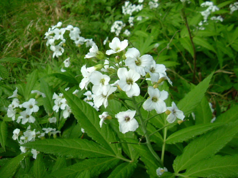 Cardamine heptaphylla / Dentaria pennata